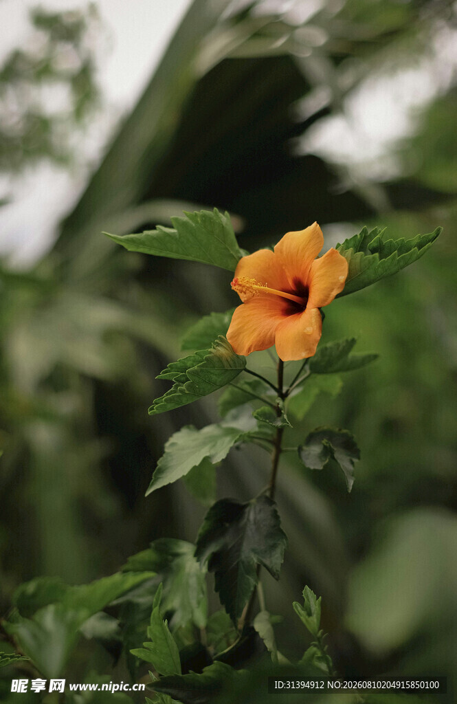 娇艳扶桑花绽放绿叶间