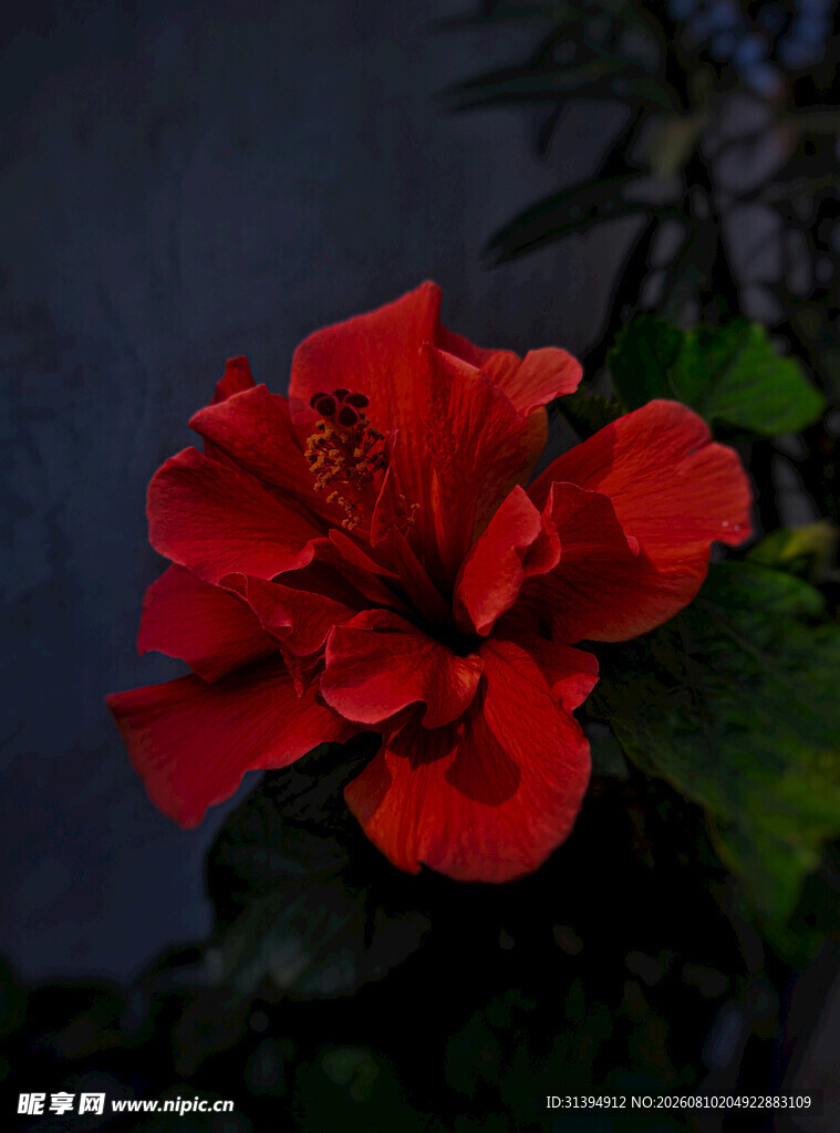 娇艳红扶桑花特写