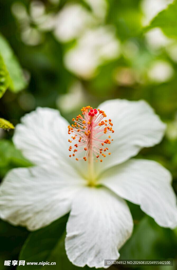 白色木槿花特写