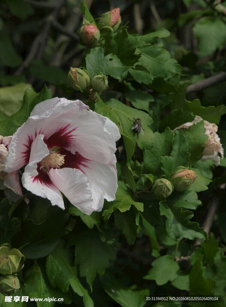 粉色木槿花特写