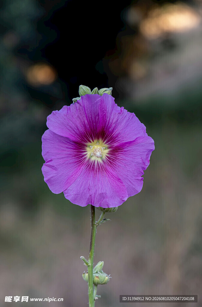 紫色蜀葵花特写