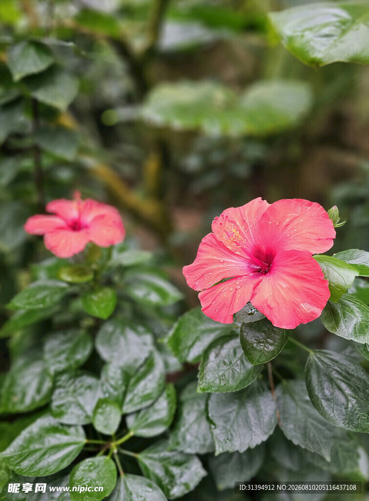 娇艳朱槿花绽放绿叶间