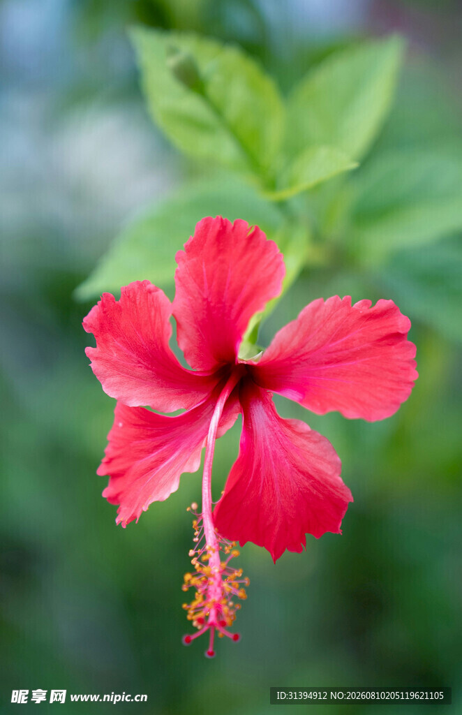 娇艳红扶桑花特写
