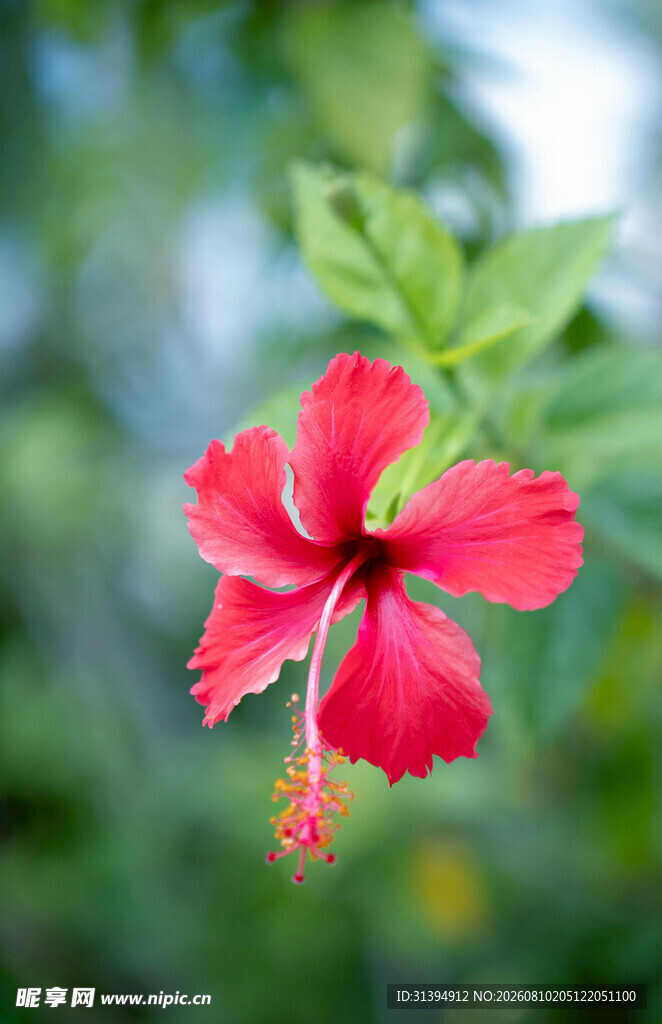 娇艳红扶桑花