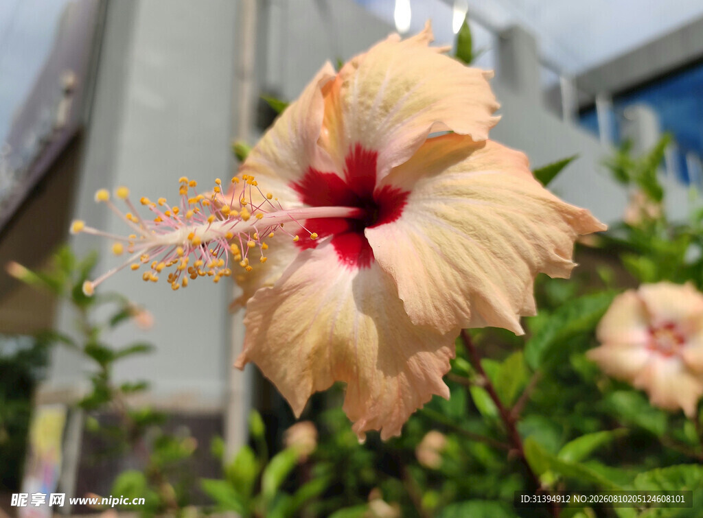 淡黄朱槿花特写