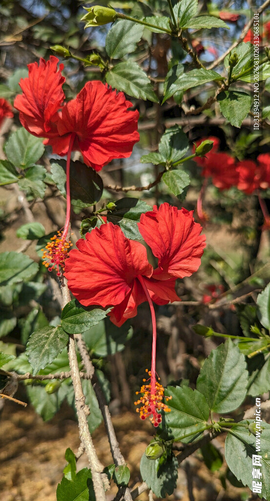 艳丽朱槿花绽放