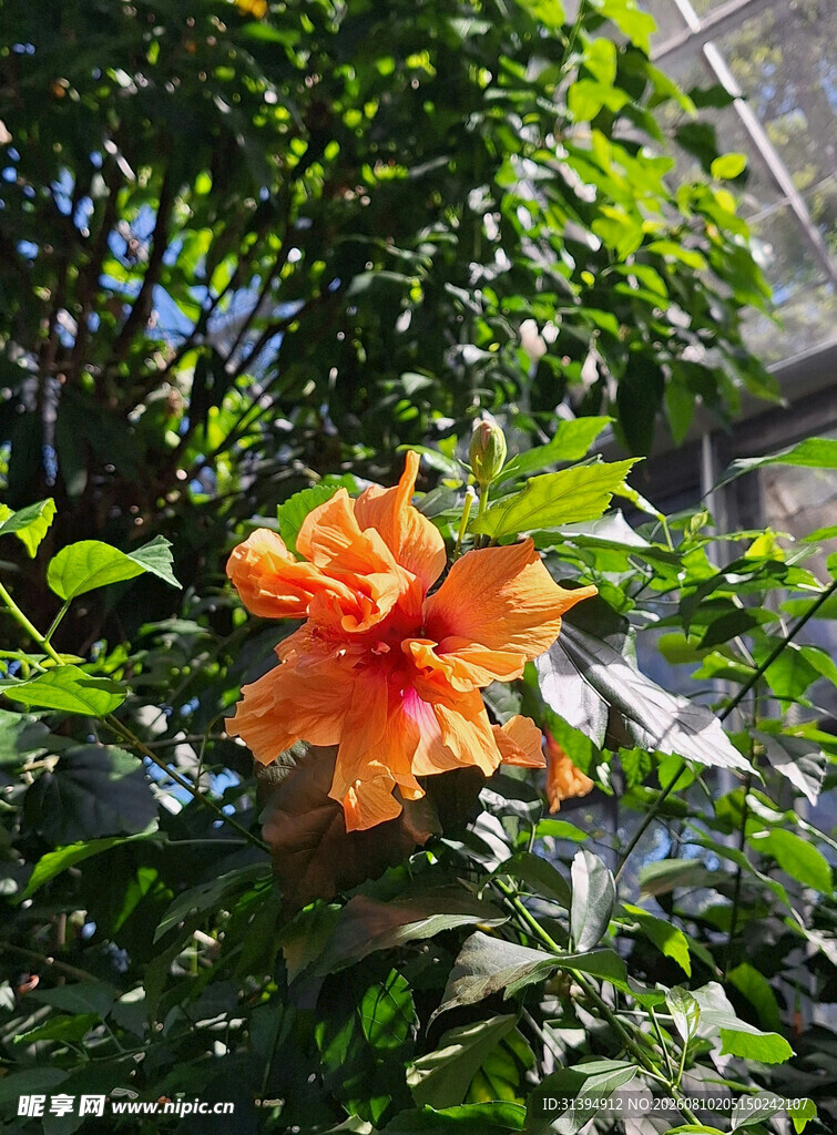 橙色扶桑花绽放绿叶间