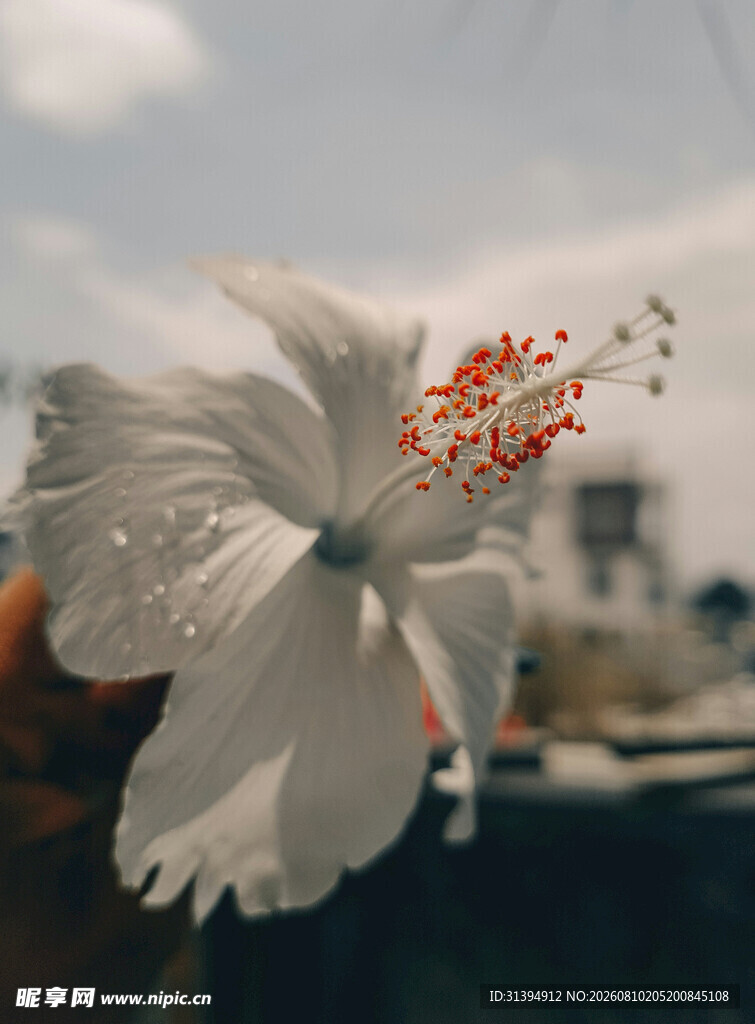 白色木槿花特写