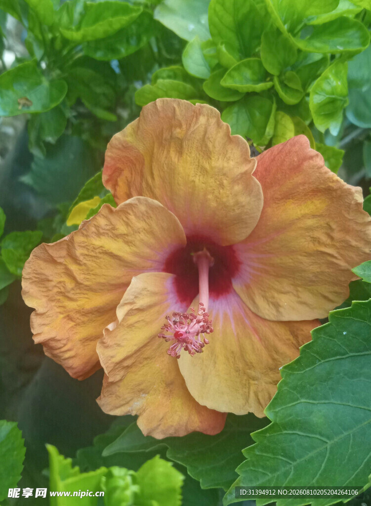 橙黄色木槿花绽放