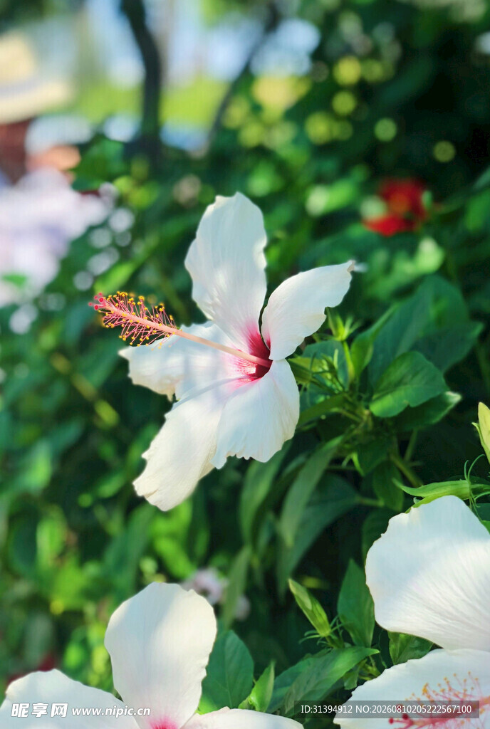 娇艳白槿花绽放