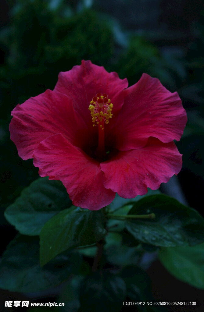 娇艳朱槿花