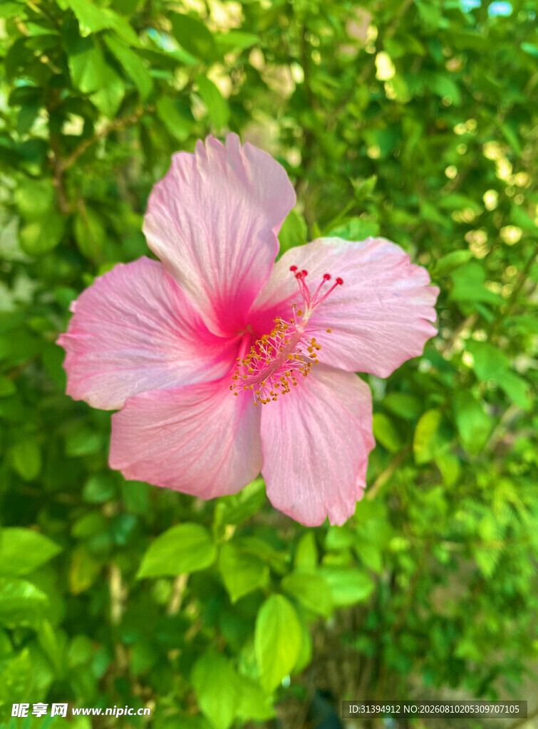 娇艳粉色木槿花