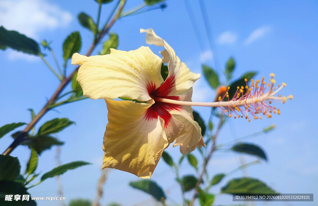 黄色木槿花绽放