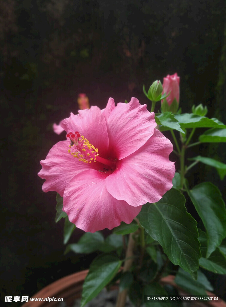 粉色木槿花绽放