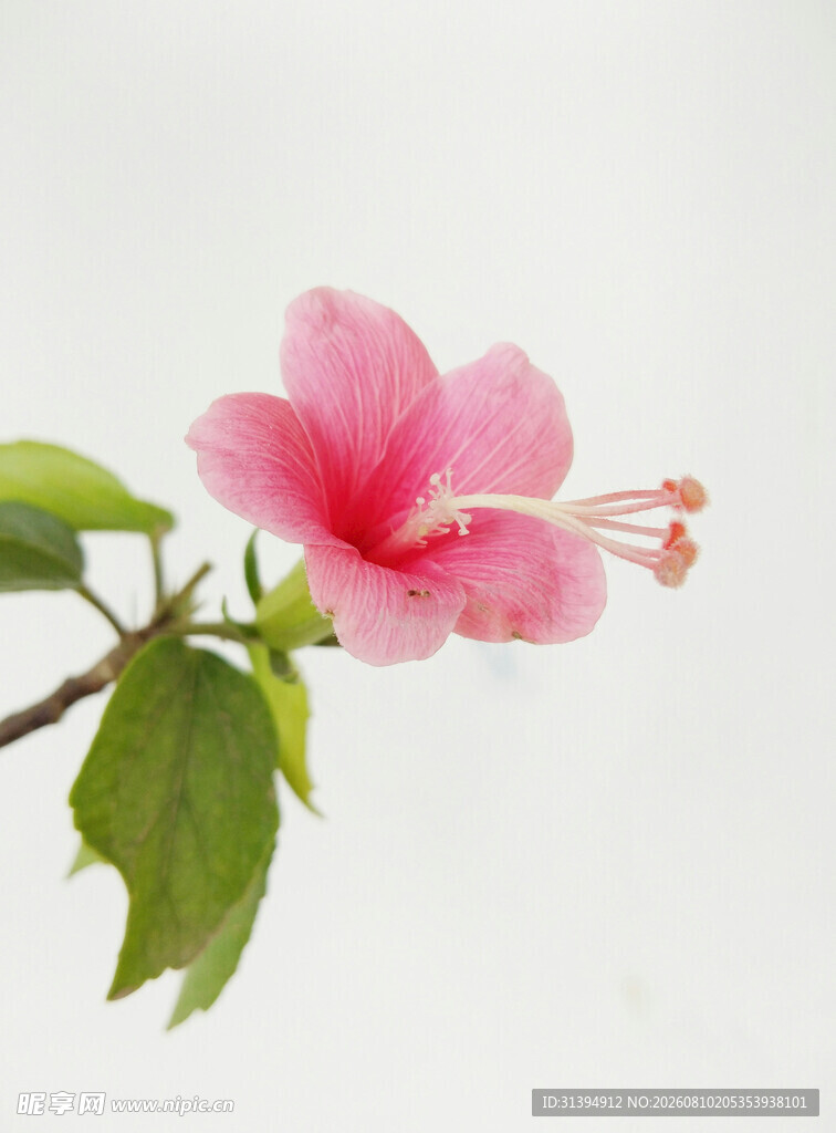 娇艳粉色木槿花特写