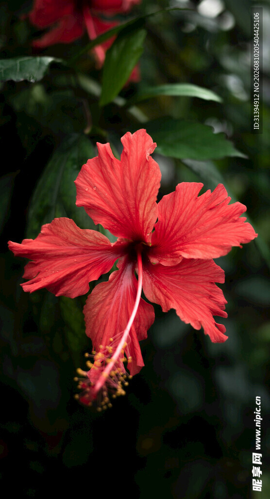 娇艳朱槿花
