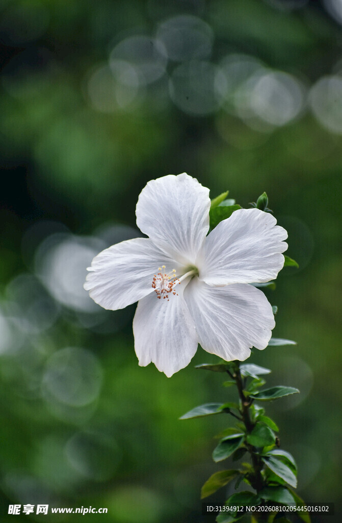 白色单朵小花绽放