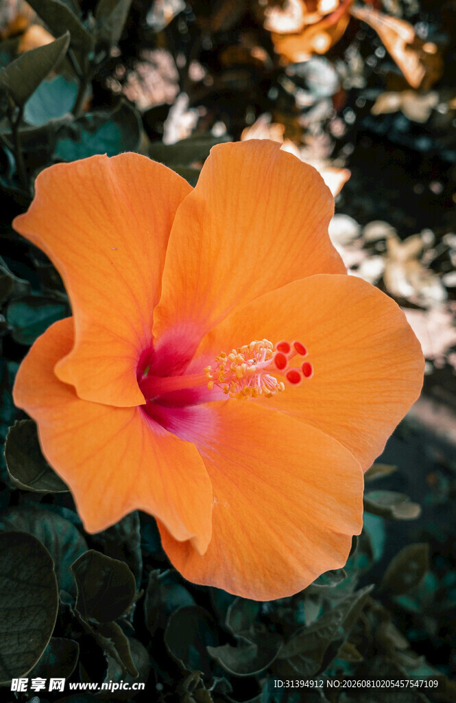 橙色木槿花特写