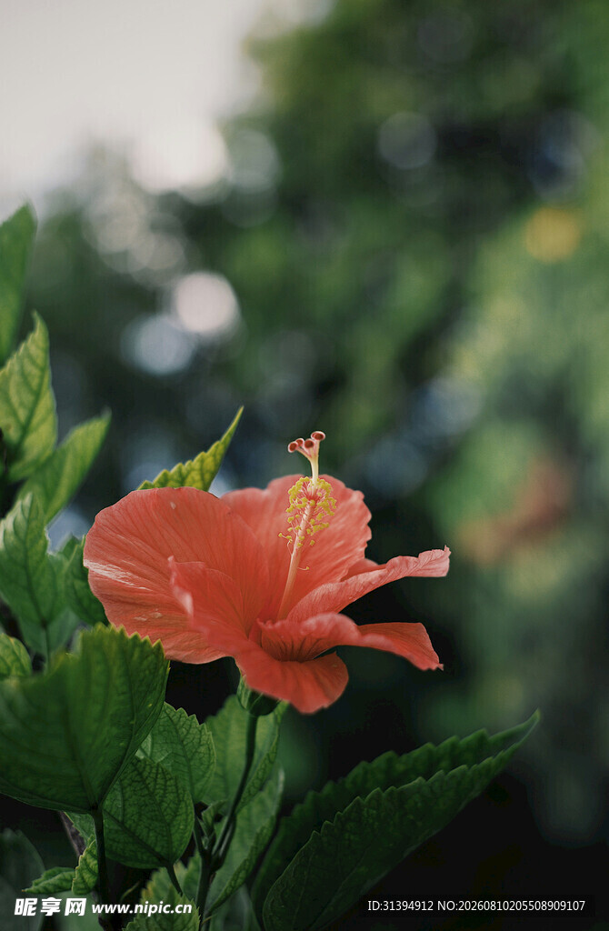 娇艳朱槿花绽放绿叶间