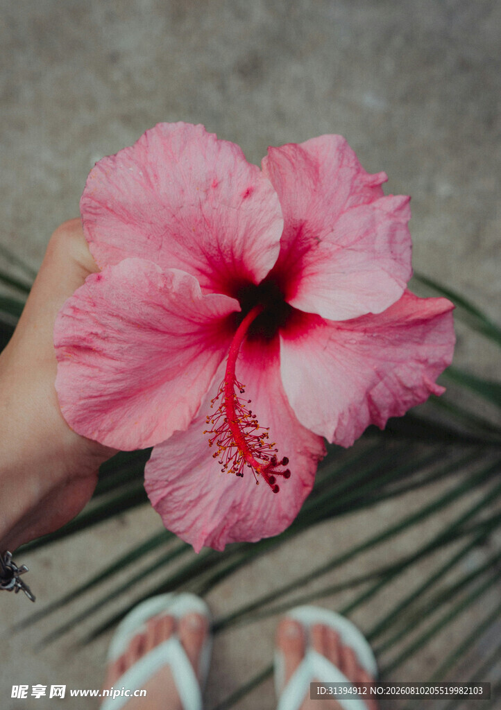 手捧娇艳粉色木槿花