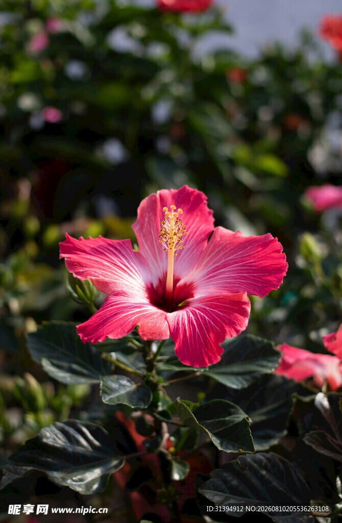娇艳木槿花