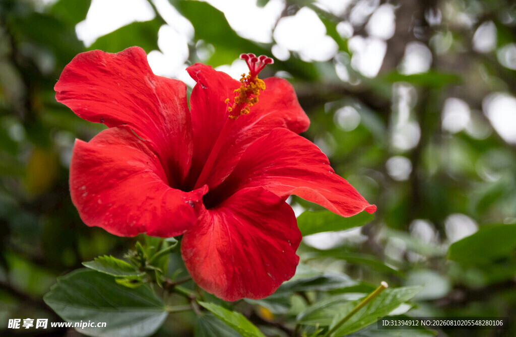 娇艳红扶桑花绽放