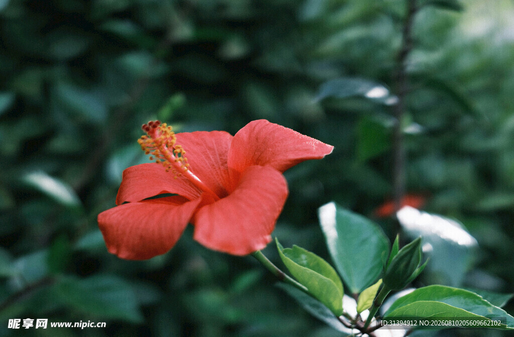 娇艳朱槿花