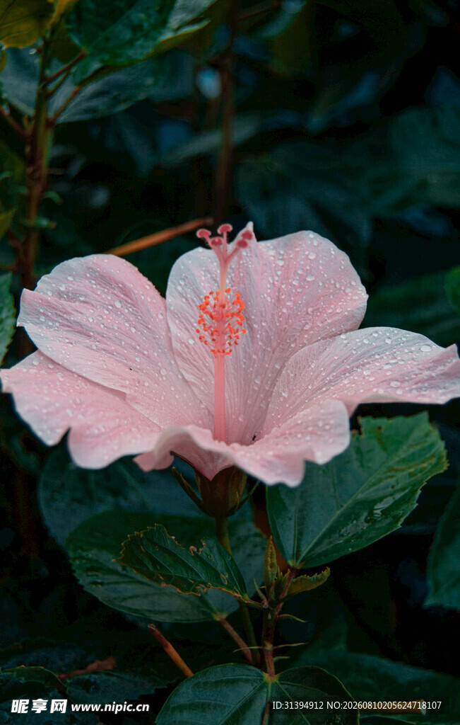 粉色木槿花特写