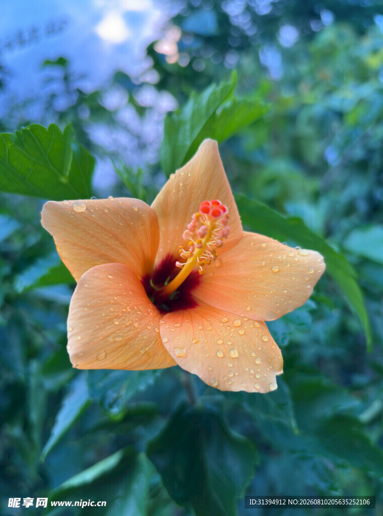 橙色木槿花特写