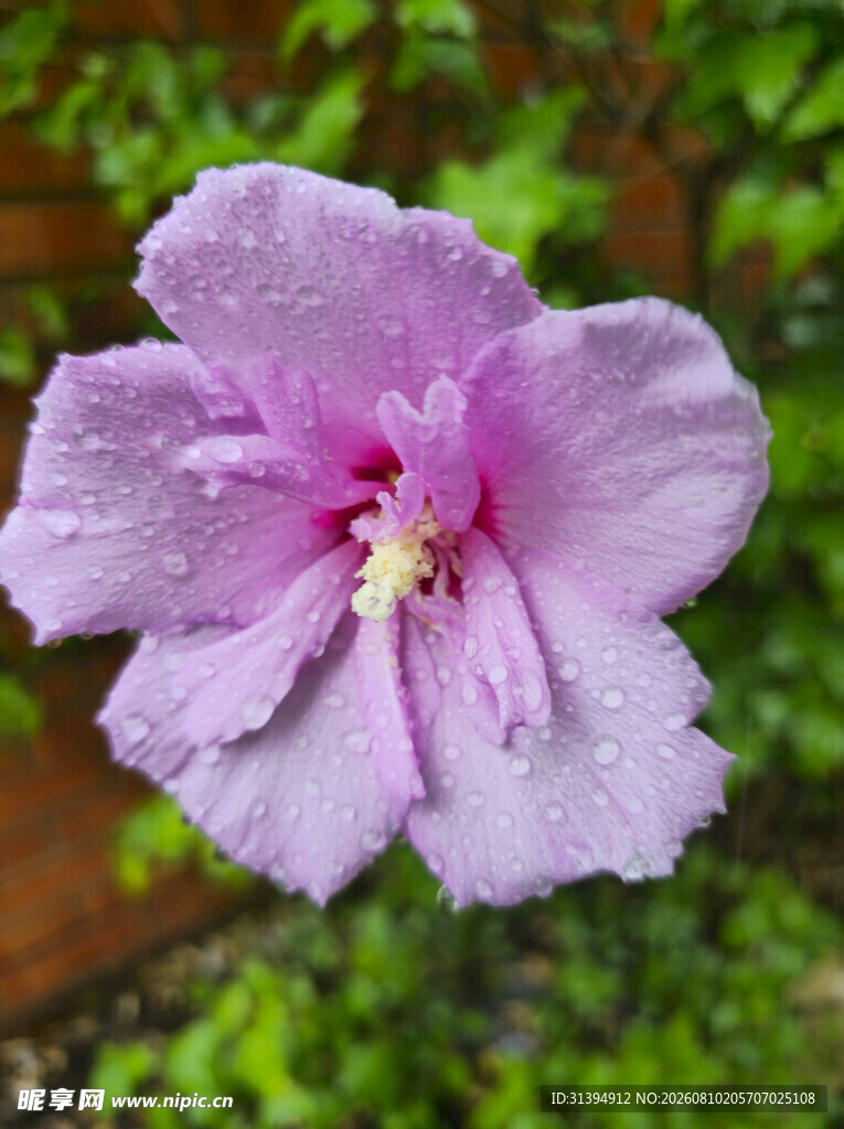 带露木槿花