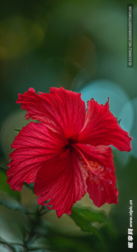 娇艳红扶桑花特写