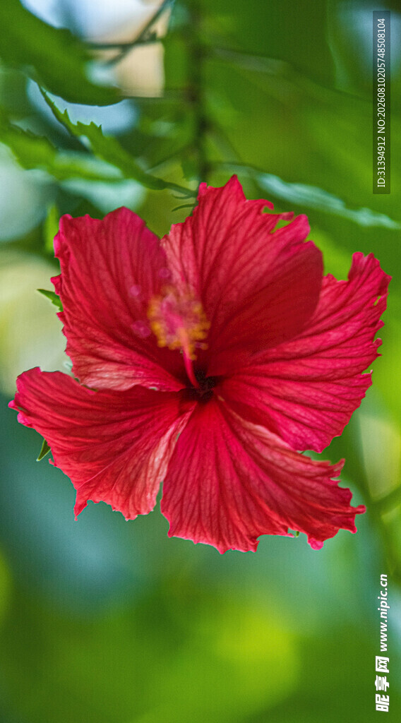 娇艳红扶桑花特写