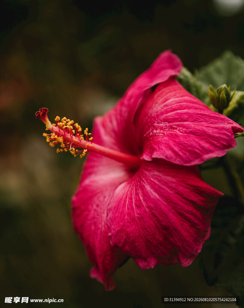娇艳粉色扶桑花特写