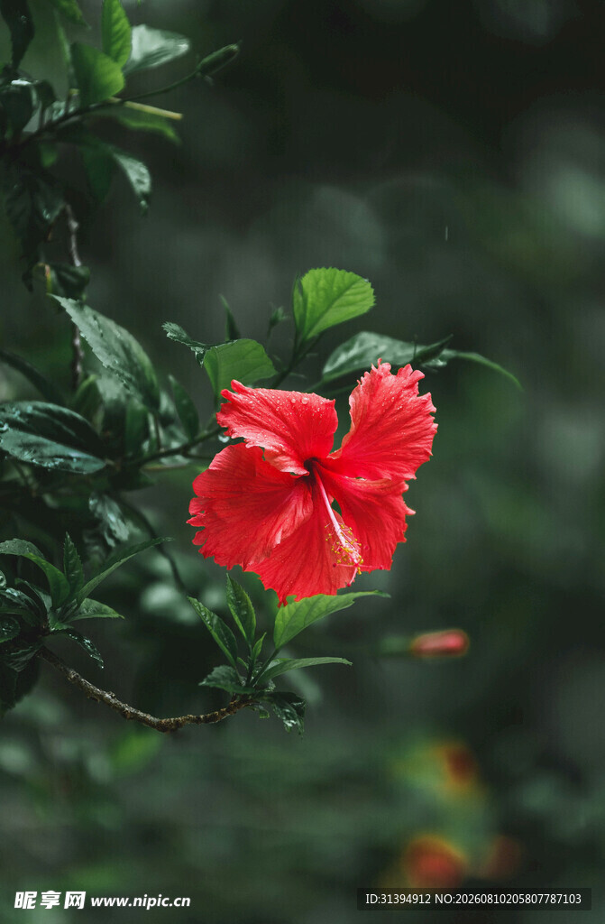 娇艳红扶桑花绽放