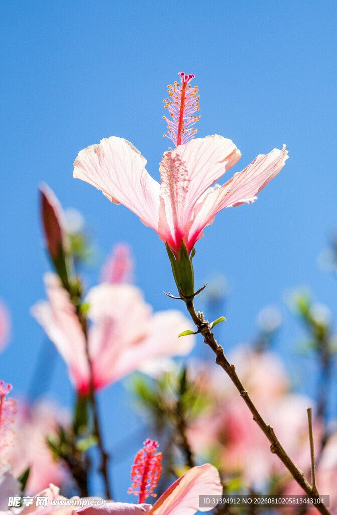 粉色木槿花绽放于蓝天