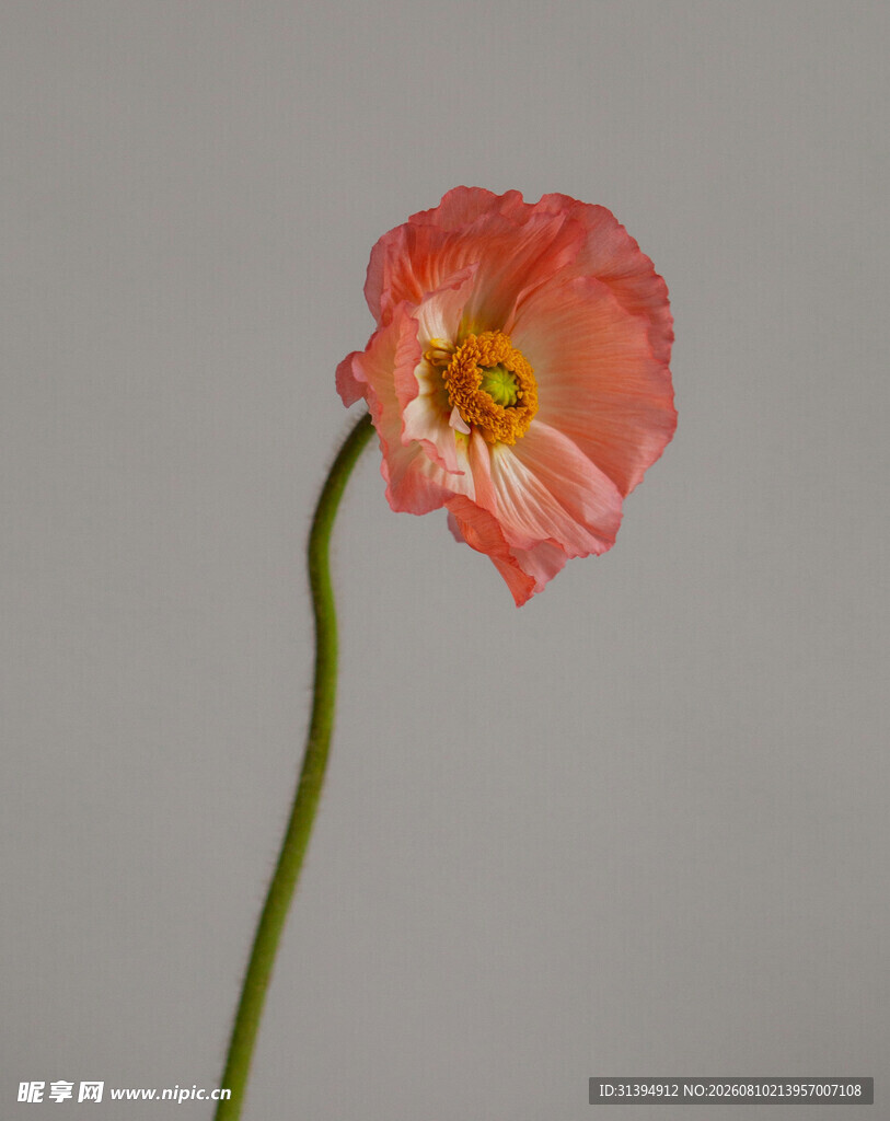 粉色单朵虞美人花特写