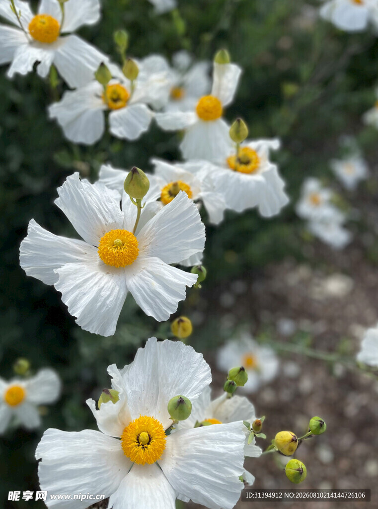 白色花朵绽放