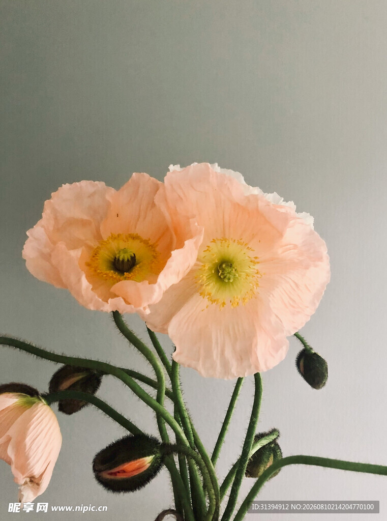 淡粉色虞美人花朵特写