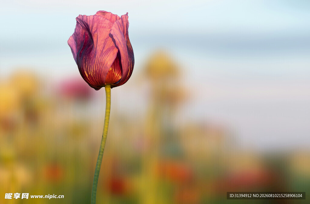 绽放的紫色郁金香