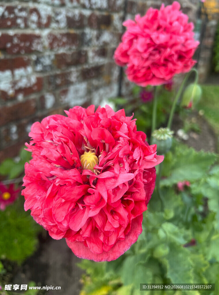 娇艳盛开的红色花朵