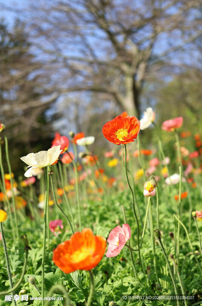 春日烂漫虞美人花丛