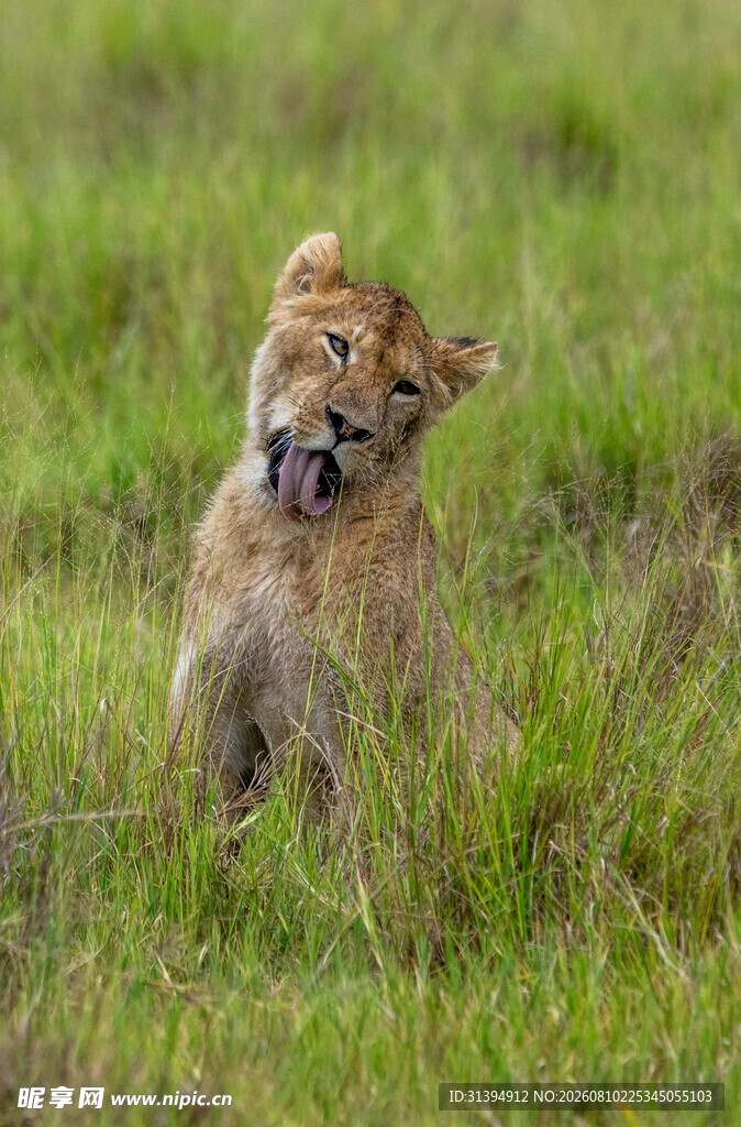 草原上的可爱小狮子