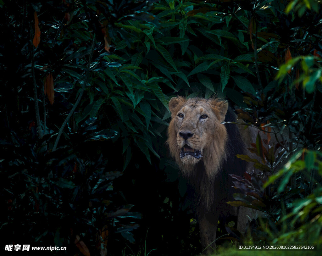 丛林中凝视的雄狮