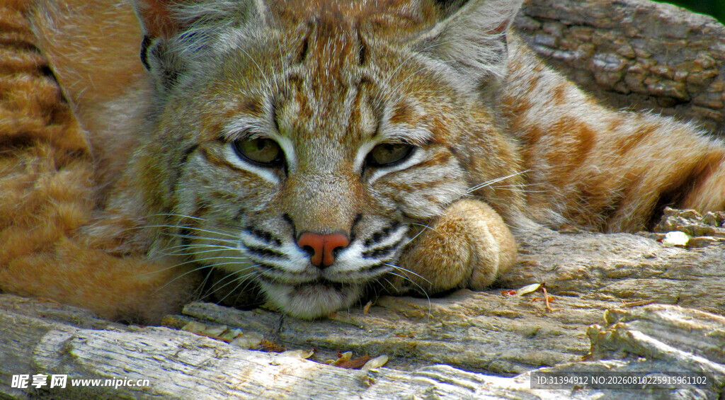 趴在岩石上的野生山猫