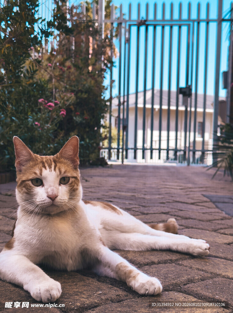 户外休憩的可爱花猫