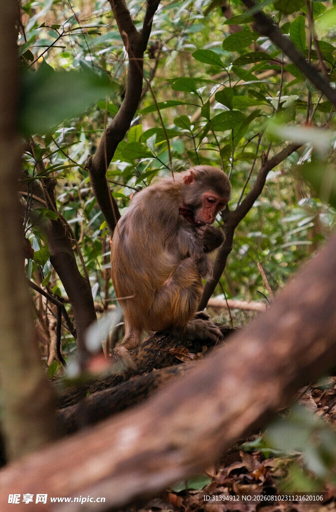 树枝上的猴子