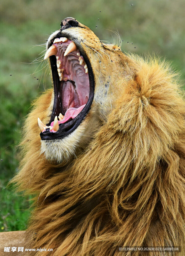 雄狮怒吼