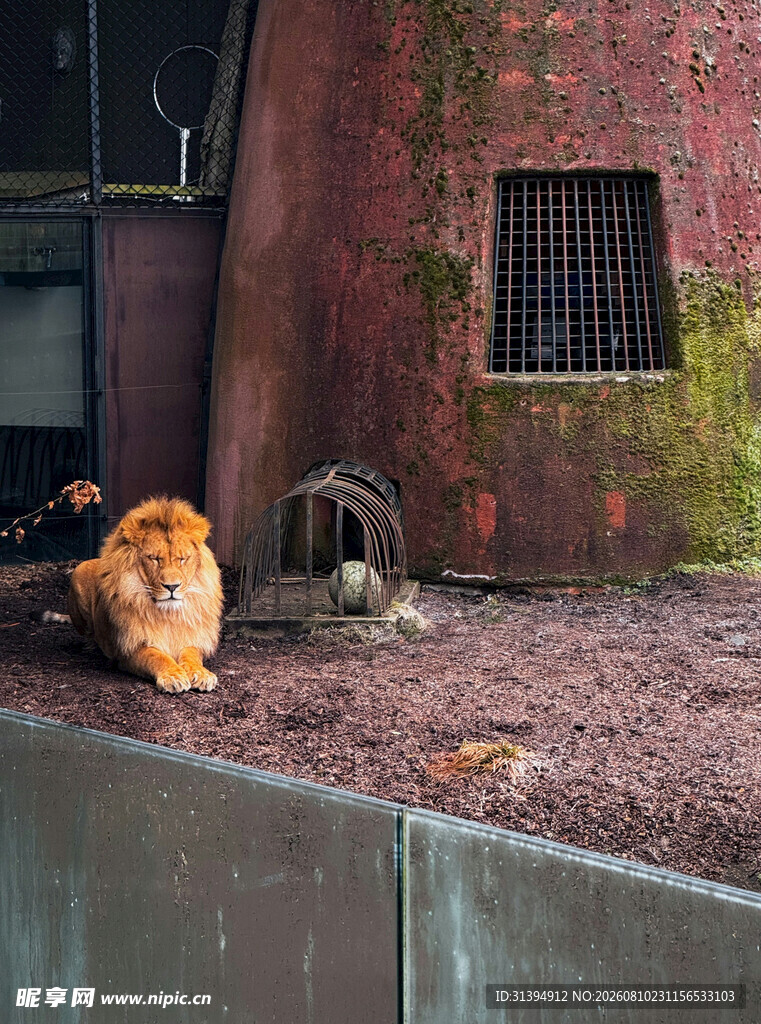 墙角处的慵懒猫咪