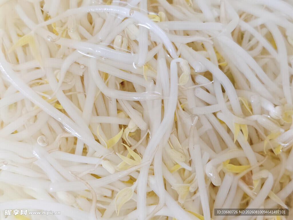 新鲜豆芽绿豆芽特写