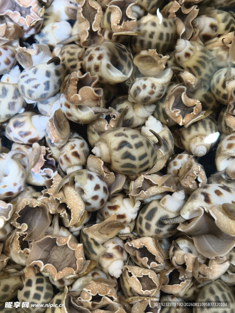 花螺